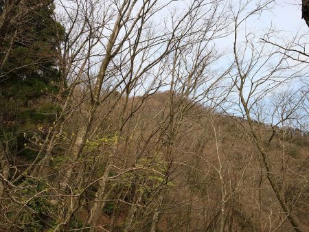 途中でピークらしきものが見えたけど、あそこまで登るとなるとまだ少し遠い感じがする