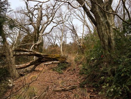 登山道は倒木した箇所がいくつかあって、避けて通るかくぐって通るかするしかなかった