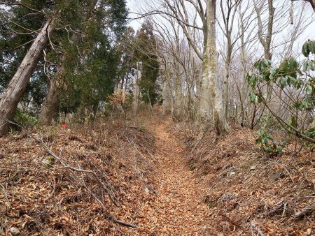 山頂に向けてへの登りがはじまったけど、急登のところがあったりして落ち葉で滑るし登りにくかった