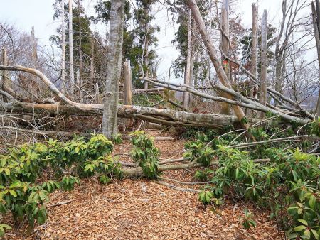 少し休憩したのでさっさと下山することにした。ここを無理矢理突破するのも少し大変だった