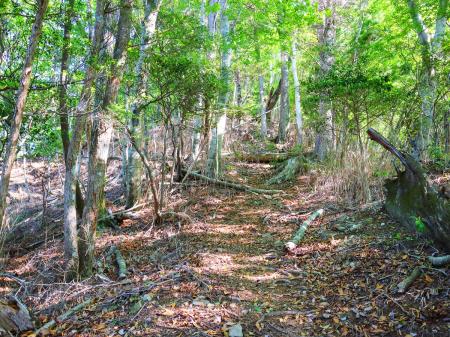 いきなり急登がはじまる。阿須迦利岳までは標高で200m近く登らないといけない。スローペースで登る