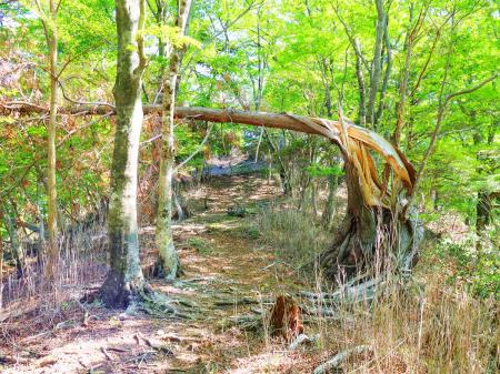 これは最近折れた木っぽい。台風でやられたのかな！？