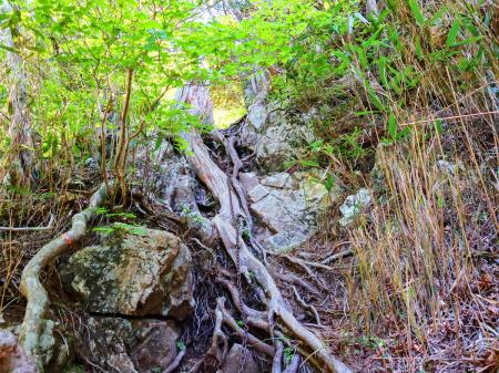 ここで鎖場。まあ時々こういうところがあってもいいよね。下りがちょっと厄介だった