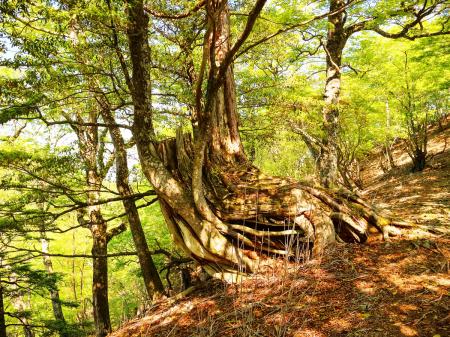大峰らしい大きな木が現れた。ただ二つの木になっていたけどね。こういうのが増えてくれれば大峰っぽくなってくるんだけど