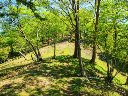 涅槃岳への登り開始。ちょっと大峰らしい道になったかな。でもまだ序の口といった感じ