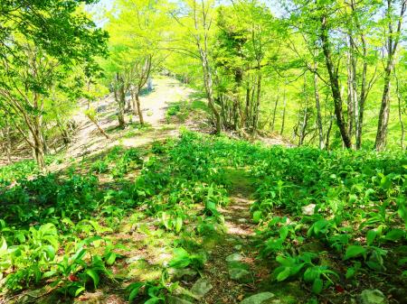 釈迦ヶ岳でも見れたバイケイソウだっけか、ここにもあった。大峰の南側はこの植物多いのかな！？