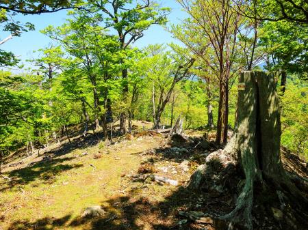 だんだん大峰らしい風景になってきた。大きな木とか道とか。ここから展望というか、開けた道になってくる