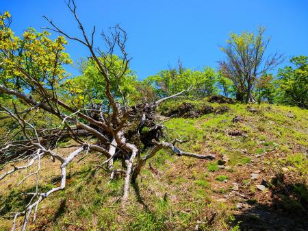 倒木と樹林のコラボ。こういうのが大峰らしいね。それにしても天気は快晴でバッチリ