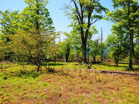 ここも大峰らしい感じがしたんだけど、写真では伝わりにくいな。大きな木がないのが残念だった