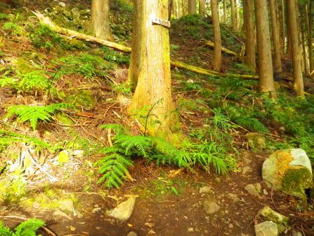 ここで分岐。ヒョウの穴って何だろうと思いながらスルーして日本コバの山頂を目指して右へ進む