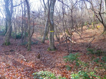 この付近からいよいよ日本コバのピークへの登りがはじまる