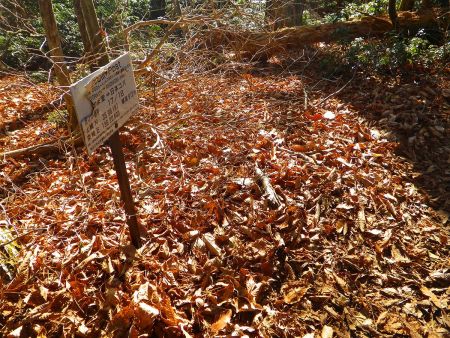 ここで17/18なのであと２００ｍで日本コバの山頂ということになるのでもうひと頑張り！