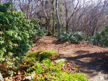 さて、周回しても意味がなさそうなので、さっさと下山して藤川谷道出会を目指す