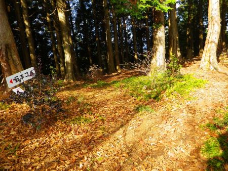 ここで周回コースとの分岐で尾根道になる