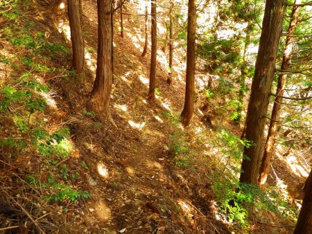植林地帯に入ると本格的な下りになってくる。やっと標高が下がってくるんだよね