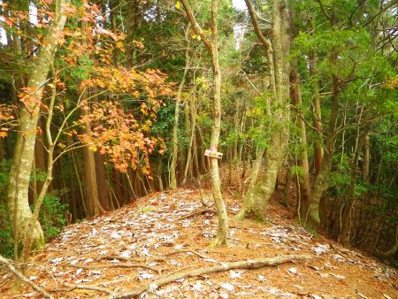 ここで右に折れて急斜面を下る。ここから一気に標高が下がる感じかも