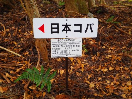ポイント番号が1/14のところまで下ってきた。やっと登山道を抜けたら政所になる