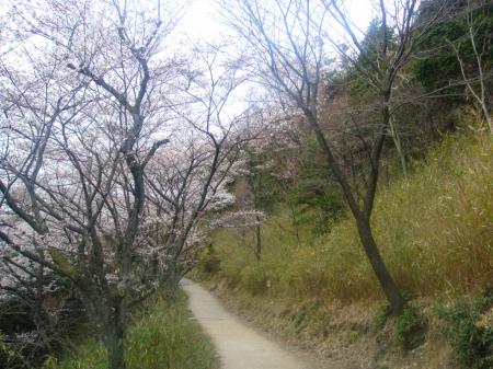 街道の桜は満開直前のような感じだった