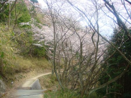 下山時の舗装道は満開なところもあった