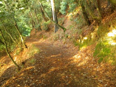 最初のなだらかな登山道だけど、これ林道ぽいね。日の出とともに出発したので陽が当たっている