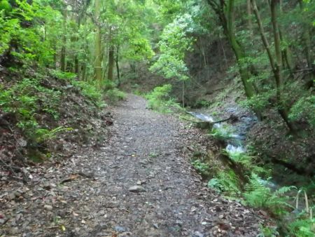 ひたすら沢沿いの道を進んでいく。この山はヒルがいないので安心だね