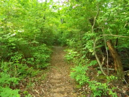 階段が終わるとなだらかな登山道になる。この付近に地図では三角点があるみたいだけど、どうでもいい感じだった