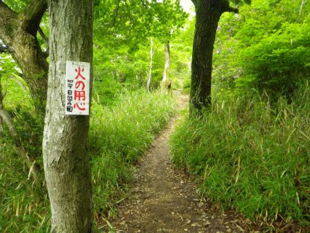 笹の道になって登山道の雰囲気が変わった。ここまで登ればあともう一登りという感じ