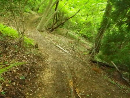 すぐ登山道と合流して、このまま斜め左側の登山道を歩く。この先から基本は尾根道の下りになる