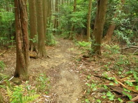 尾根道に入ってどんどん下っていく。つづら折れになっているところもあるが、基本は尾根道の下りだと意識しておく