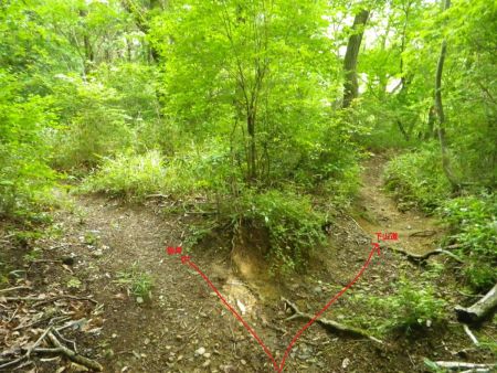 ここで分岐。散策なのでここから烏岳をピークハントすることにした。ちなみに烏岳はここを左に行く