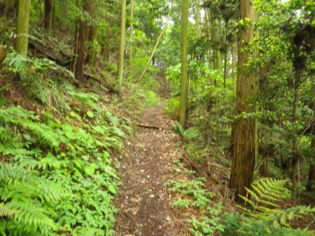 烏岳まではなだらかなアップダウンの道がある