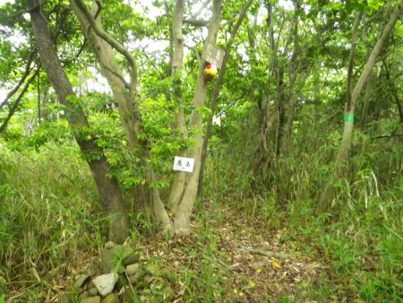 烏岳山頂(308m)に到着。ちょっとしたケルンとまたまたキョロちゃん人形が設置されている。あまり人が来てる形跡がないんだけどね