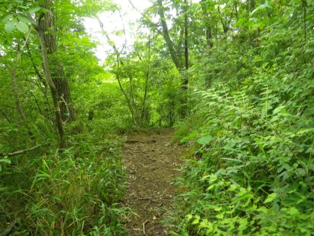 さて、さきほどの分岐に戻ってどんどん下っていくことにする