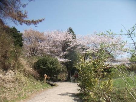 万葉の森駐車場から登る。下から見てもすごい桜だった