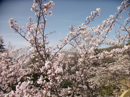 この付近は満開になってる感じ
