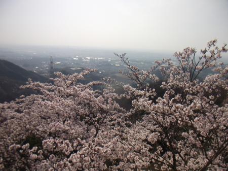 ここで桜を入れてトワイライト夜景を撮影してみたいな