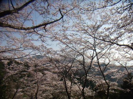 今度はいつここまでの桜を満喫することができるんだろうと思いながら下山していく