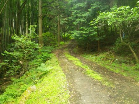 少し林道をあがっていく。車の轍があるのでさっきの柵を完全にあけて車で入れるんだろうね