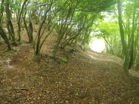 ここで左側のピークに登る道があった。P650のピークなんだけど登っても何もなさそうだったのでスルーした