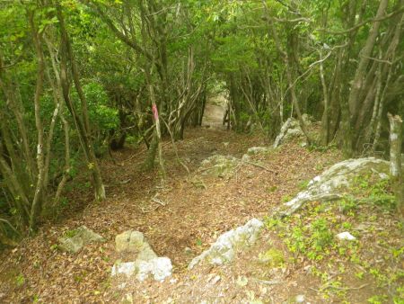 稜線に合流した地点からまずは下らされる。標高的にはそこまで下らされてないけど、登り返さないといけないんだよね