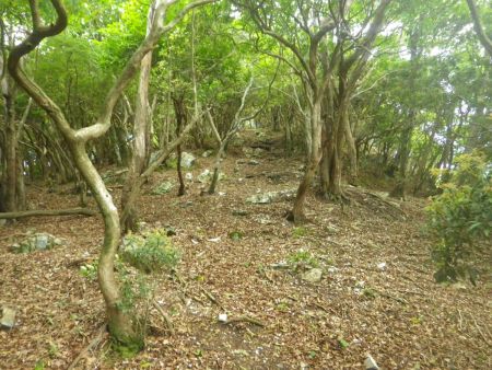 今度は西ヶ嶽のピークへの登りがはじまる。ここもほぼ直登でなかなかの急登になっていた。ちなみにピークらしきものが見えてるけど、一旦なだらかになるだけで登りは続く