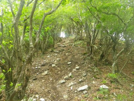西ヶ嶽のピーク直下の登り。この先の明るくなっているところまで登れば山頂になる