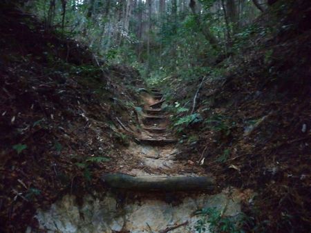 登山道は階段があったり結構整備されている