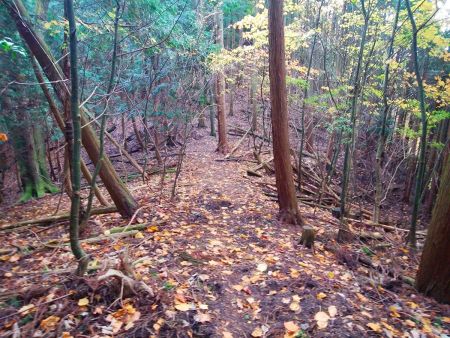 尾根はこんな感じの道が続く。踏み跡はしっかりあるので迷いはしないと思う