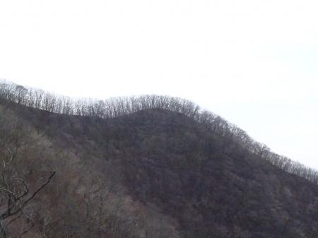 綺麗に木がそろっていて、頭のように見える右側のピーク