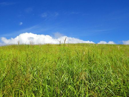 パソコンの壁紙になりそうな感じの写真が撮れた。青空とグリーンが美しい