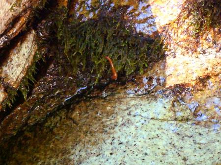 登山好人さんのスパッツにヒル君が付いていた！！！おそらく巻いたときに着いたんだろうけど、あわてて皆さんチェックしたけど、この一匹だけだった