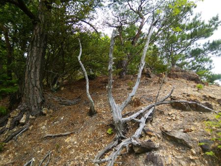 ここで尾根に合流した