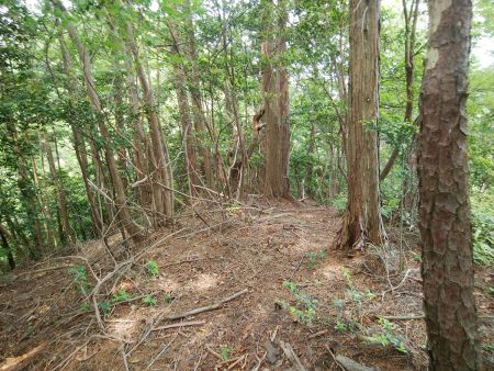 尾根は少しアップダウンがあって、これが結構しんどかった