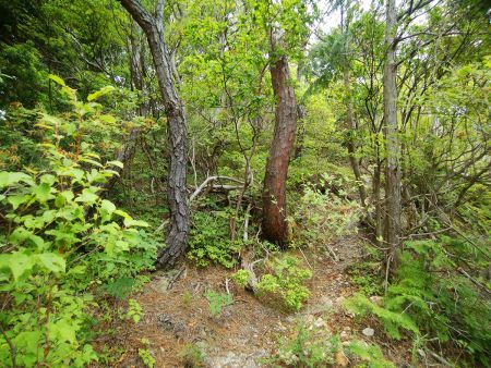 ほとんど無理矢理尾根を進んでいく
